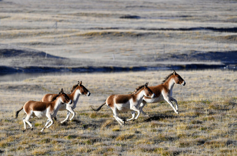 Zhao Yilin - Wild-animal-life-photo-6